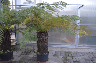 Baumfarn Dicksonia antarctica winterhart aus Tasmanien